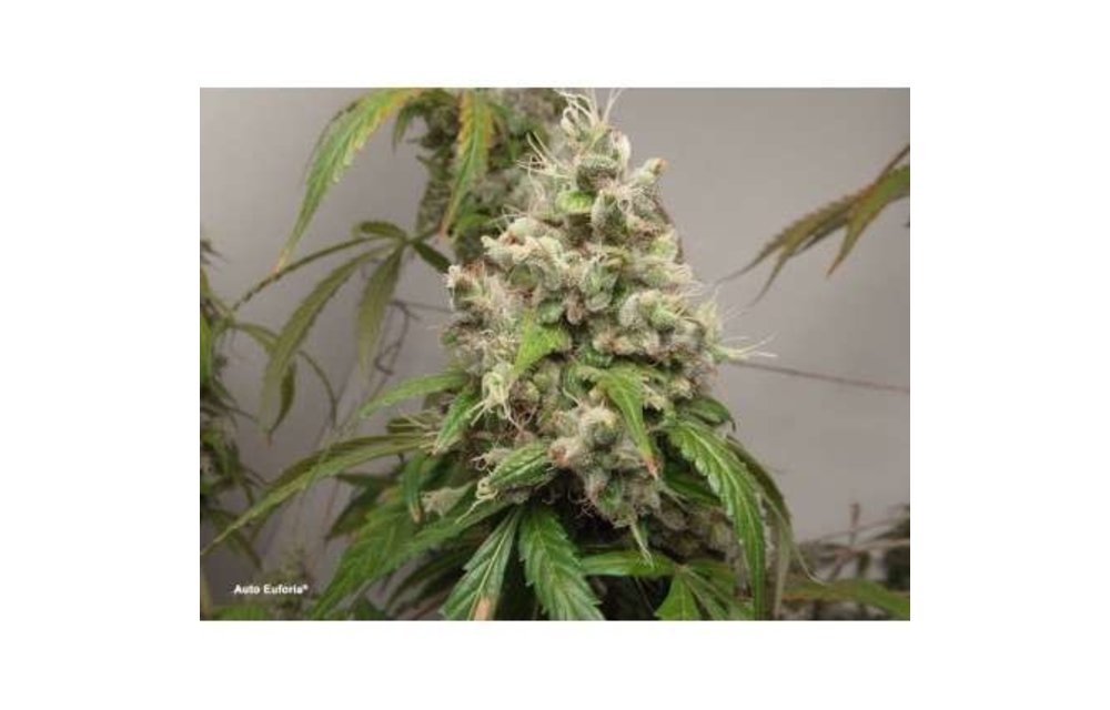 Auto Euforia Fem 7 pk