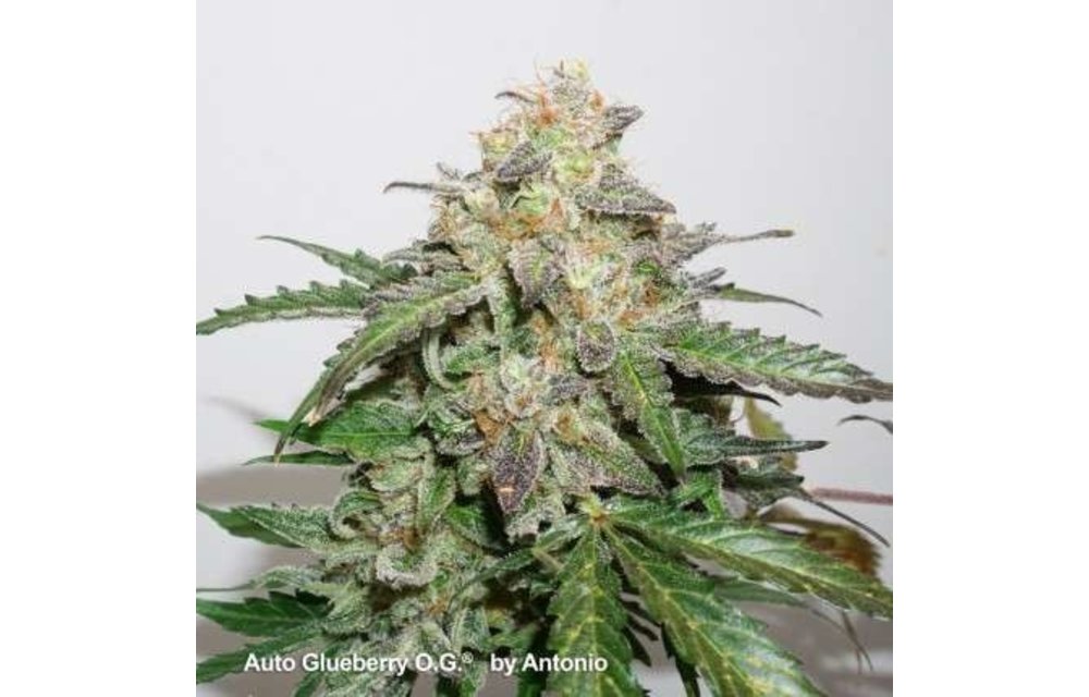 Auto Glueberry O.G. Fem 7 pk