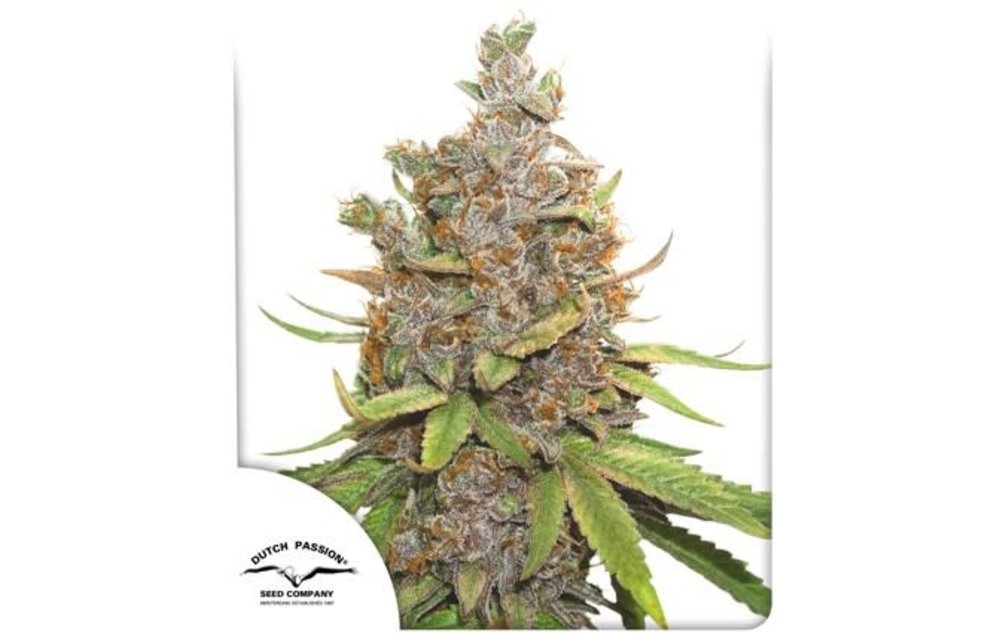 Auto Glueberry O.G. Fem 7 pk