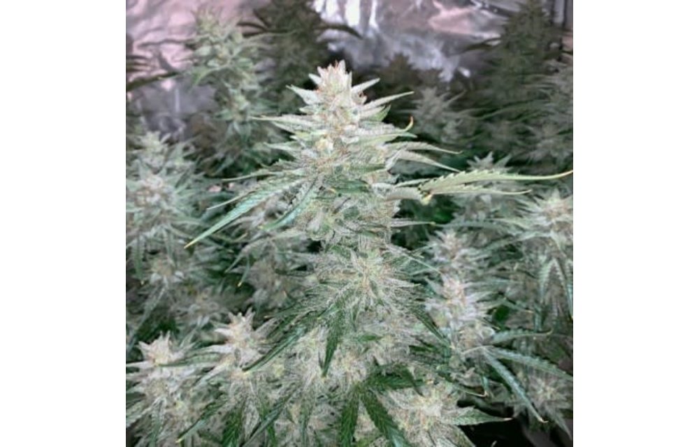 Auto Glueberry O.G. Fem 7 pk