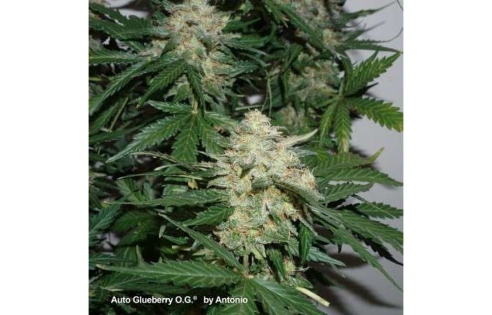 Auto Glueberry O.G. Fem 7 pk