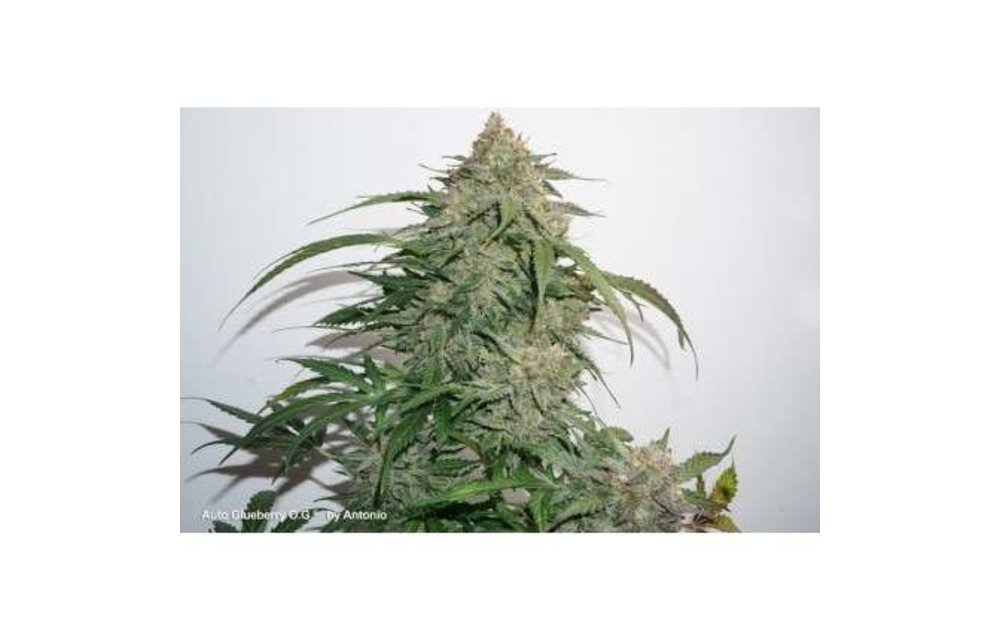 Auto Glueberry O.G. Fem 7 pk