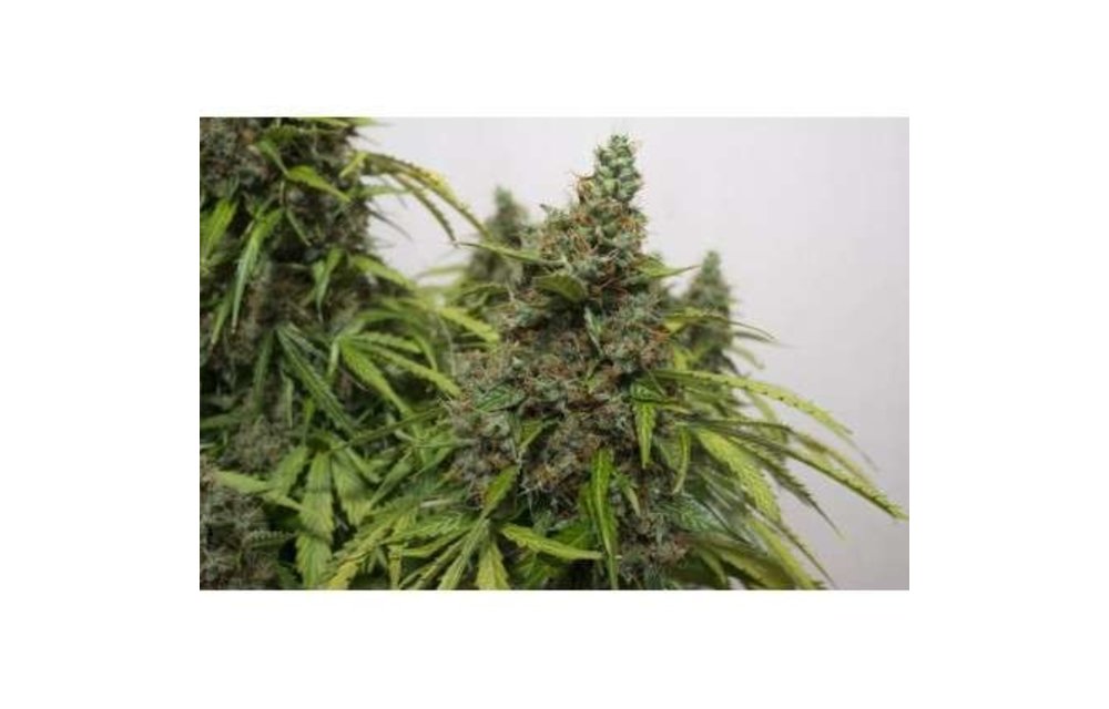 Auto Mazar Fem 7 pk
