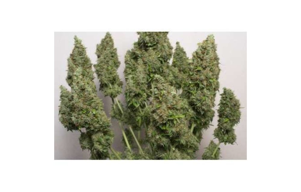Auto Mazar Fem 7 pk