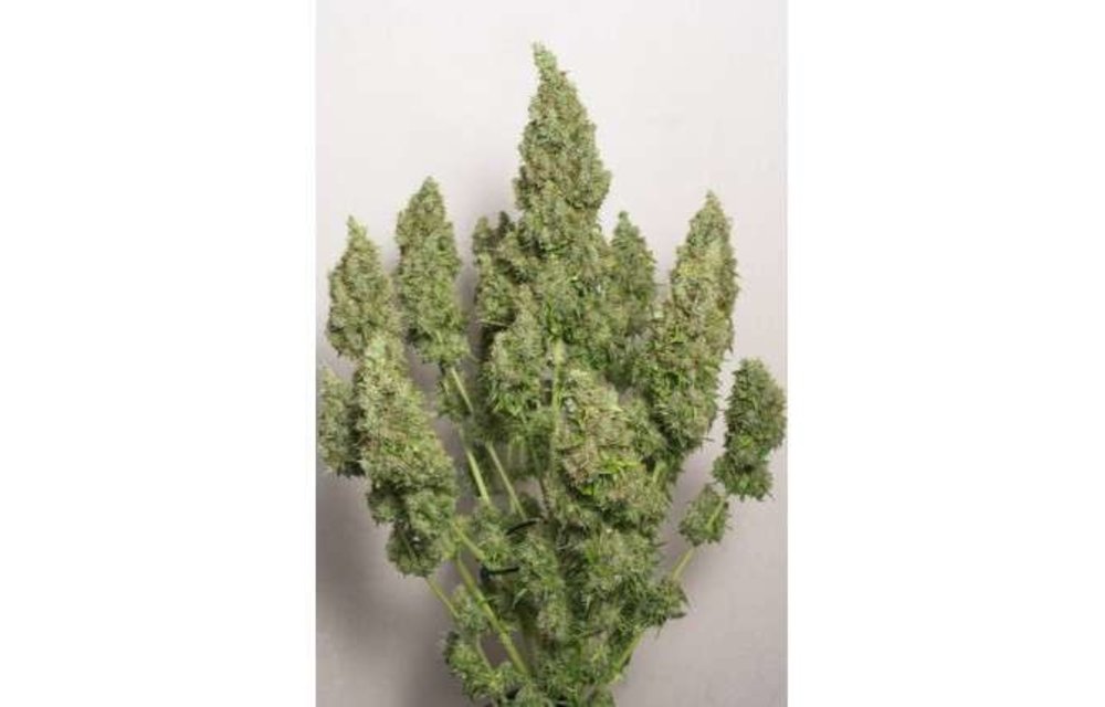Auto Mazar Fem 7 pk