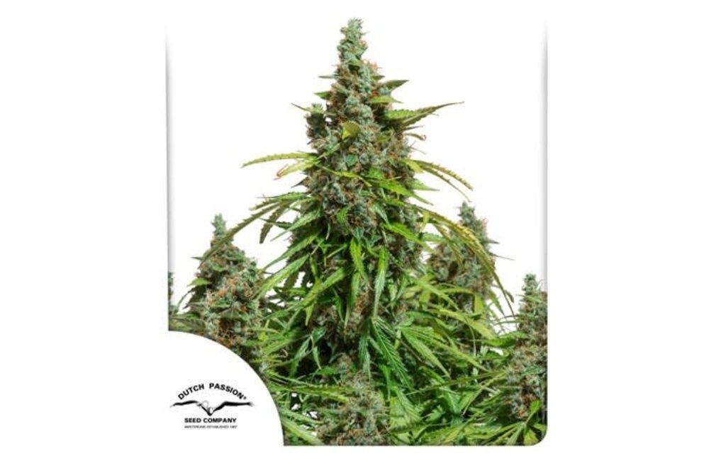 Auto Mazar Fem 7 pk