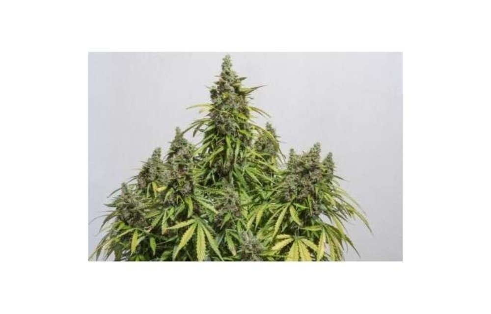 Auto Mazar Fem 7 pk