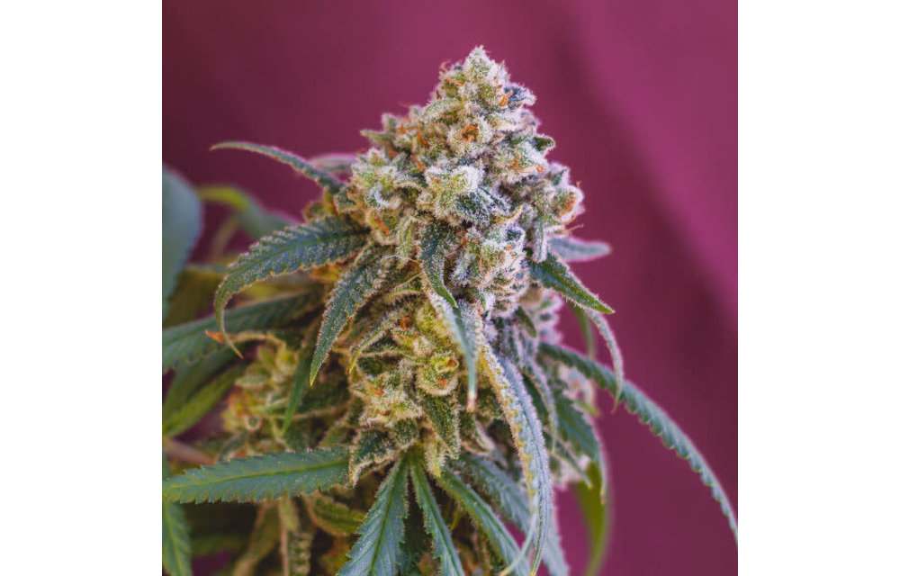 Green Crack Punch Fem 5 pk