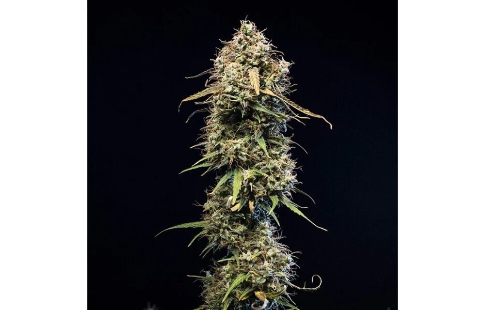 Haze Berry Auto Fem 5 pk