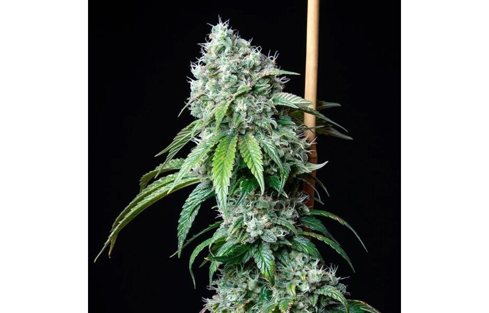 HulkBerry Fem 5 pk