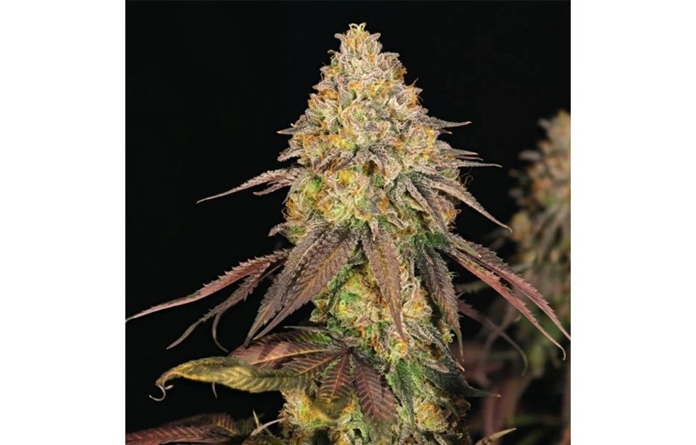 Legendary OG Punch Fem 5 pk