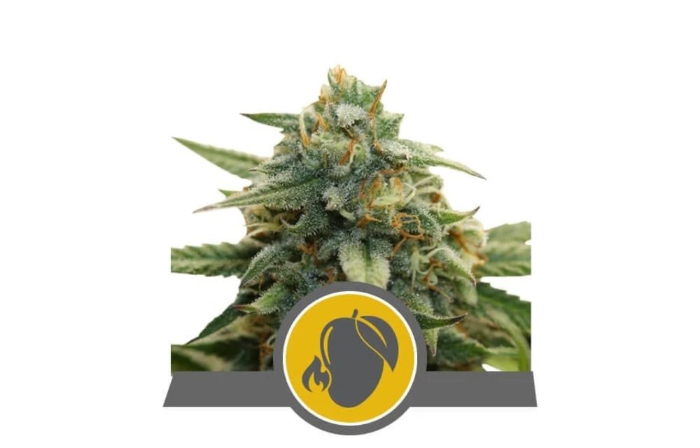 Mango Crunch Reg 10 pk