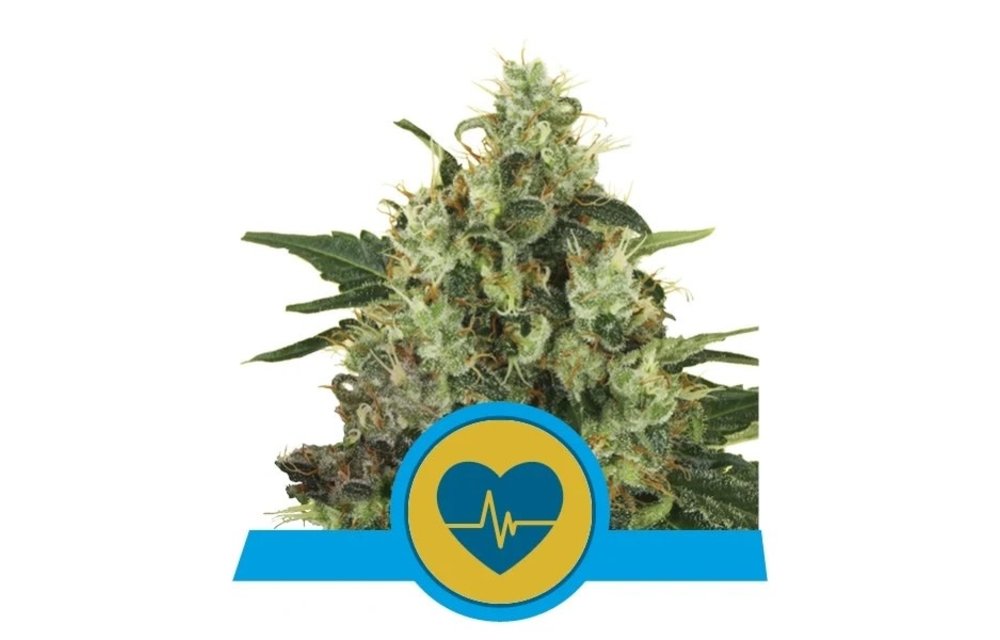 Medical Mass Fem 5 pk