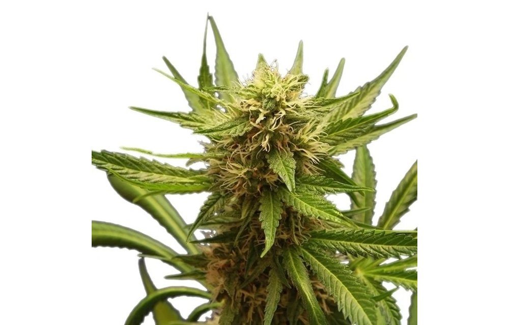 Northern Light Fem 5 pk