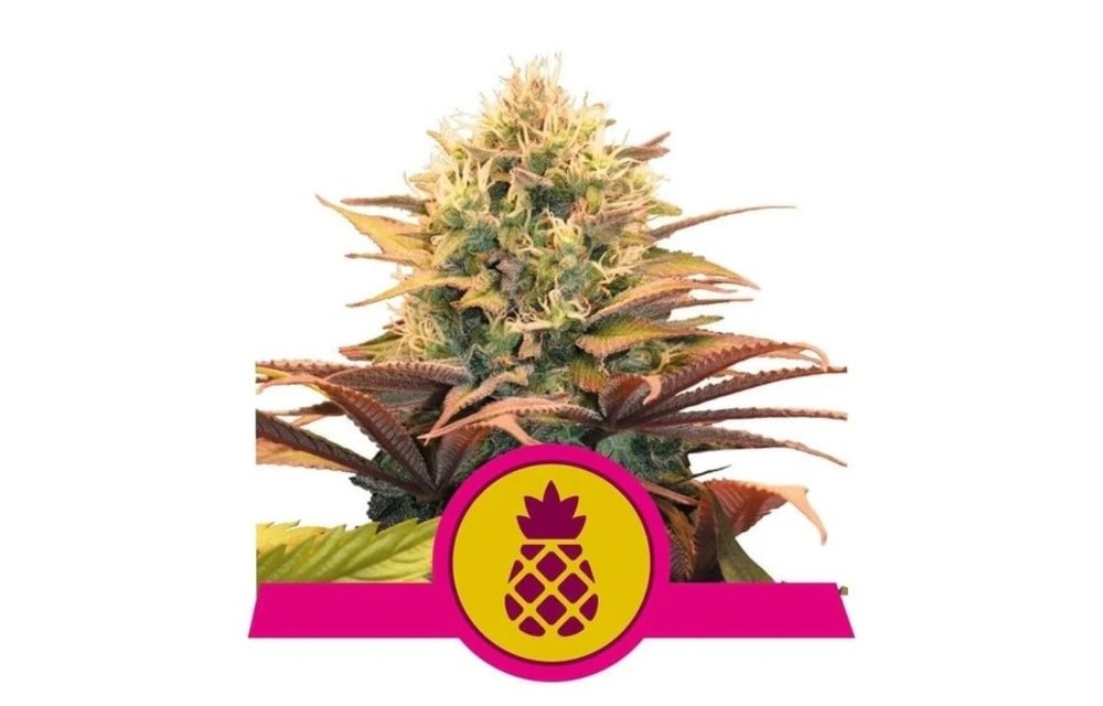 Pineapple Kush Fem 5 pk