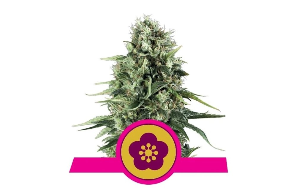 Power Flower Fem 5 pk