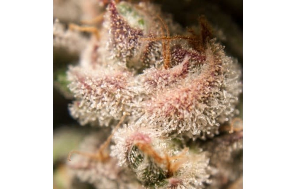 Auto Orange Bud Fem 7 pk
