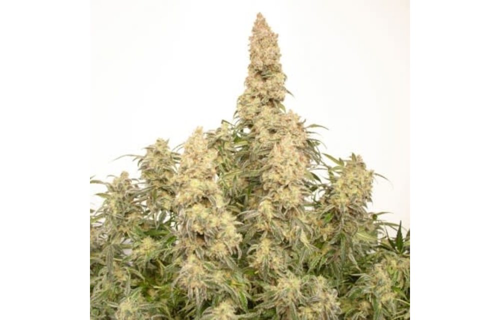 Auto Orange Bud Fem 7 pk