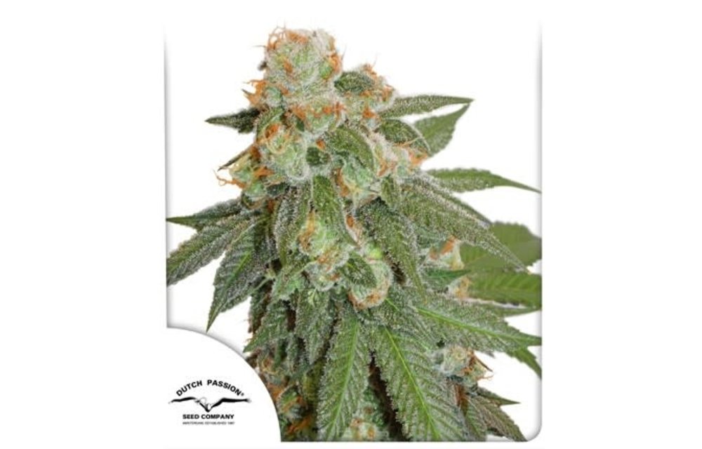 Auto Orange Bud Fem 7 pk