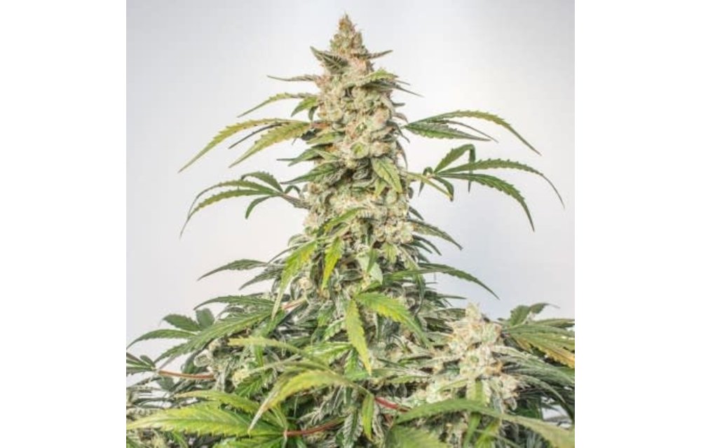 Auto Orange Bud Fem 7 pk