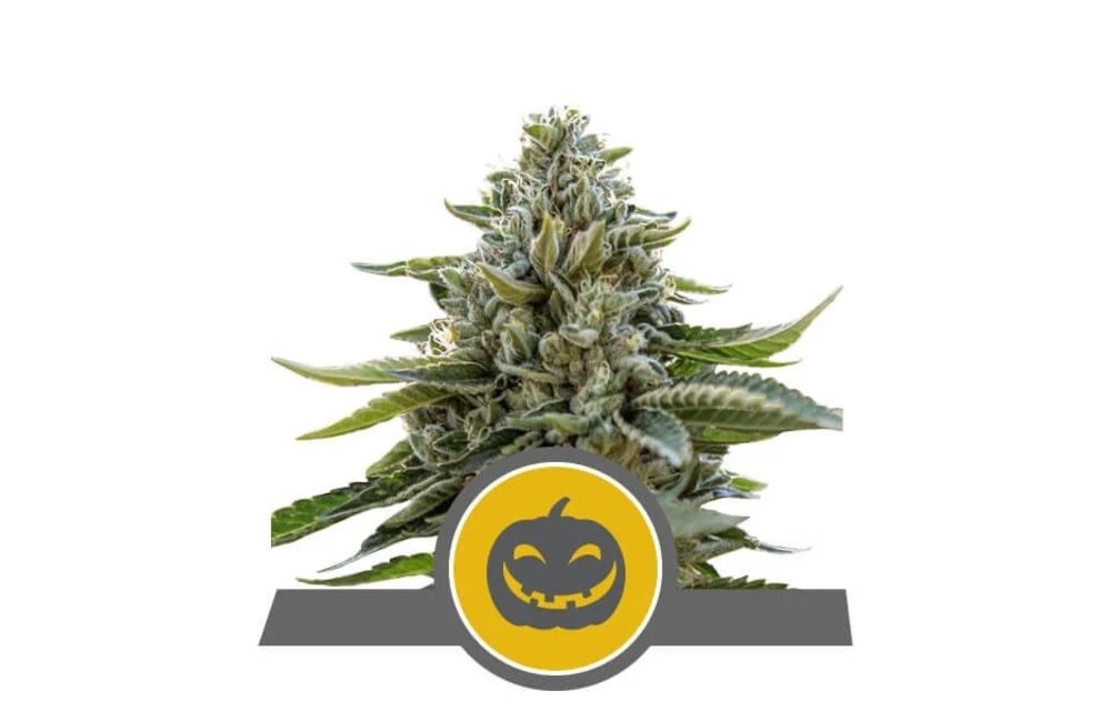Pumpkin Kush Reg 10 pk