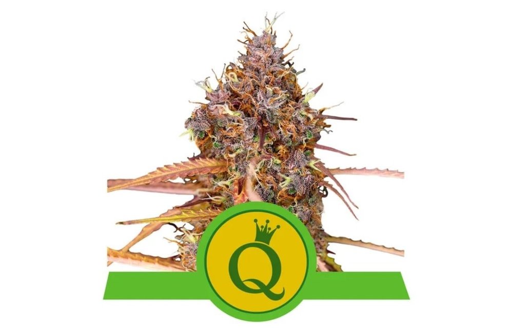 Purple Queen Auto Fem 5 pk