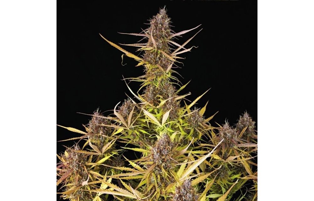 Purple Queen Auto Fem 5 pk