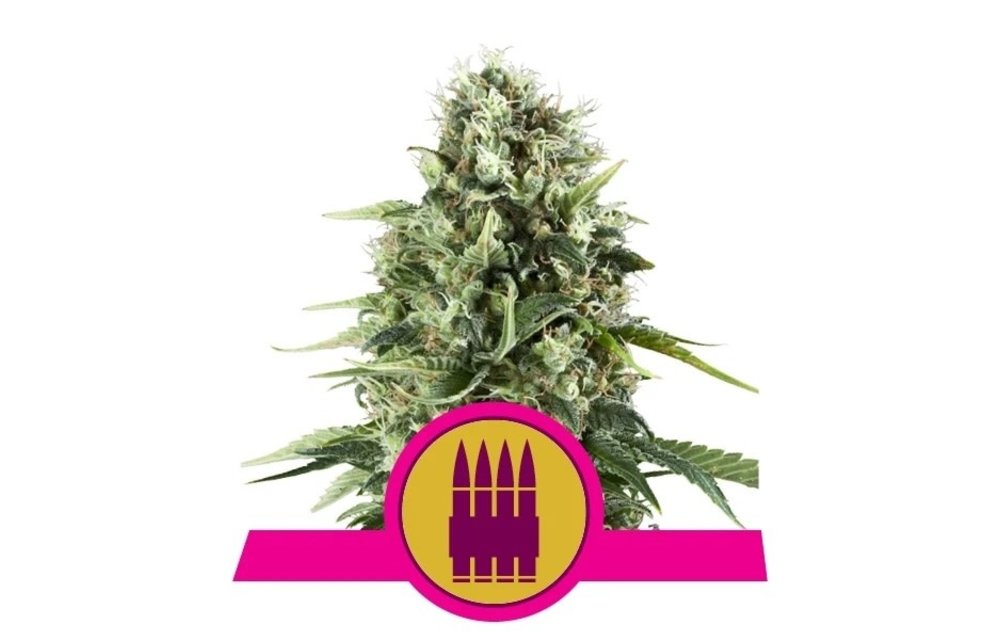 Royal AK Fem 5 pk