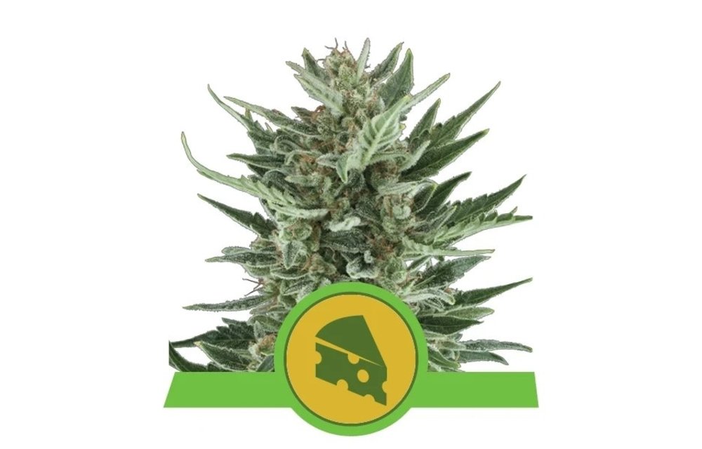 Royal Cheese Auto Fem 5 pk