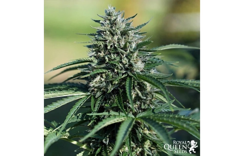 Royal Cookies Auto Fem 5 pk