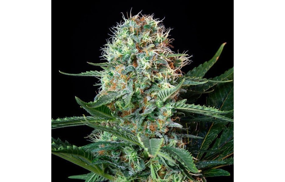 Royal Cookies Fem 5 pk