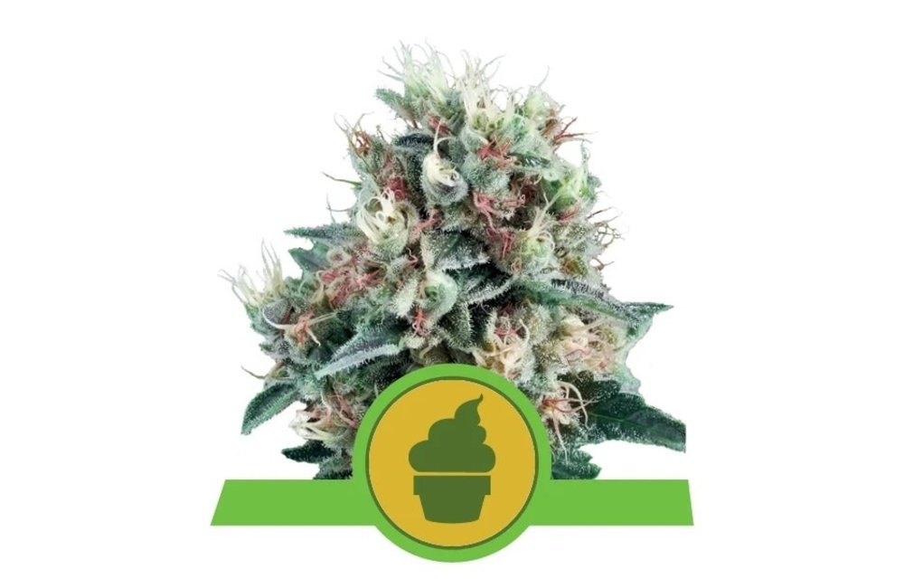 Royal Creamatic Auto Fem 5 pk