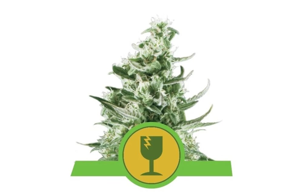 Royal Critical Auto Fem 5 pk