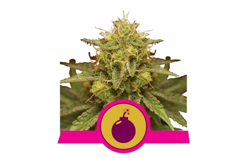 Royal Domina Fem 5 pk