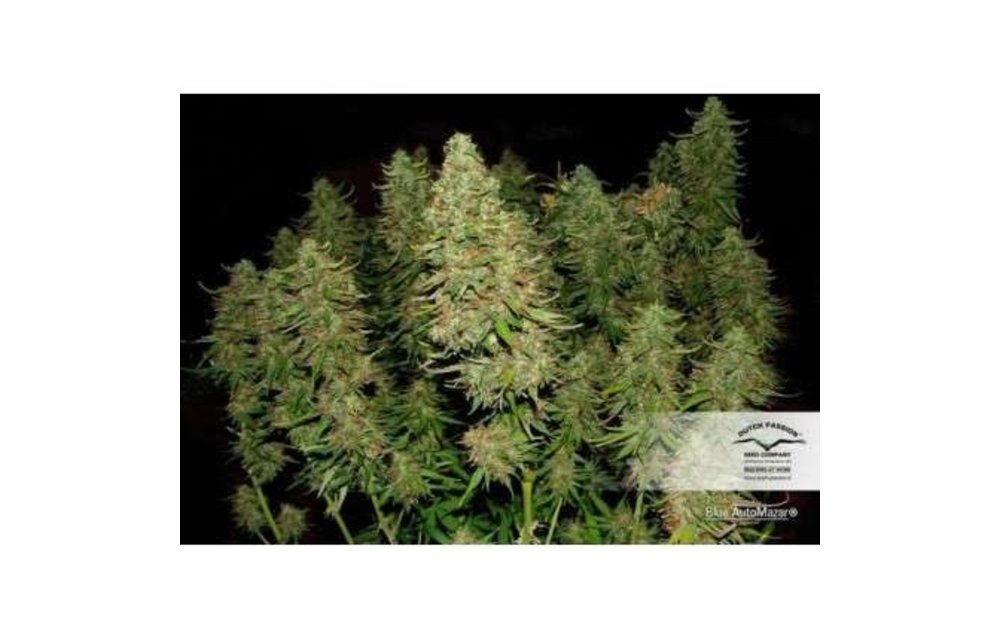 Blue Auto Mazar Fem 7 pk