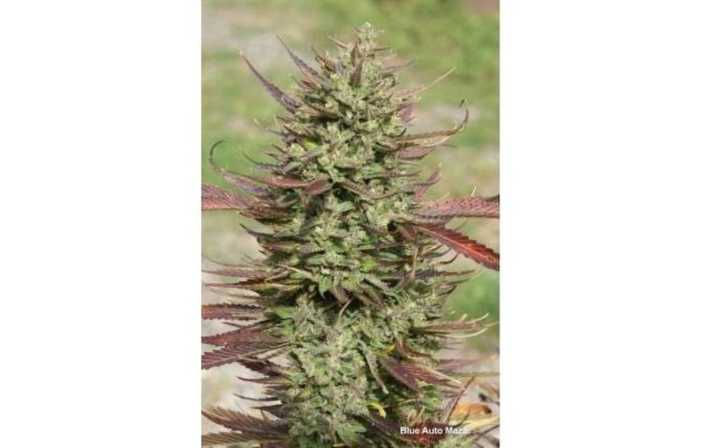 Blue Auto Mazar Fem 7 pk