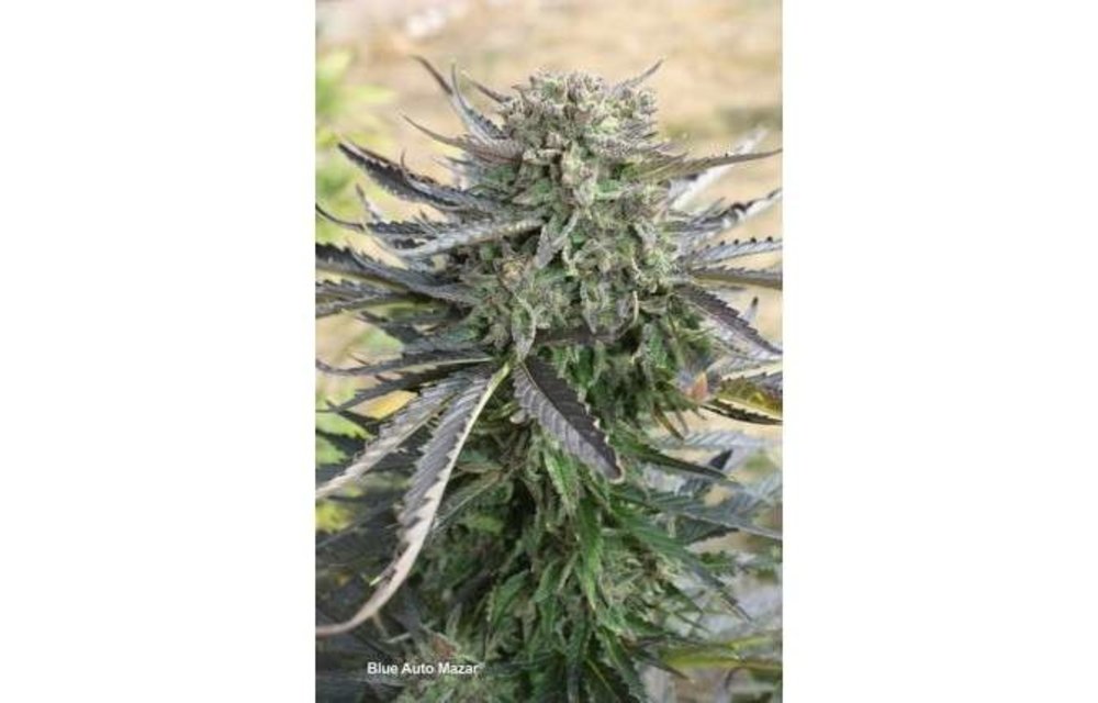 Blue Auto Mazar Fem 7 pk