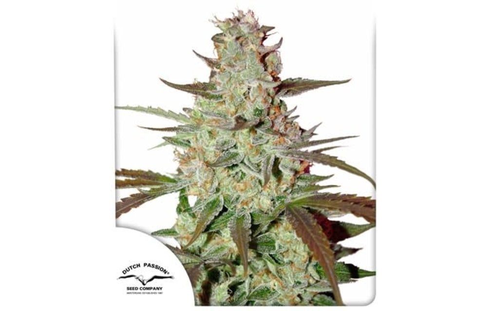 Blue Auto Mazar Fem 7 pk