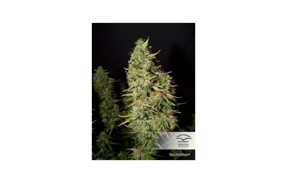 Blue Auto Mazar Fem 7 pk