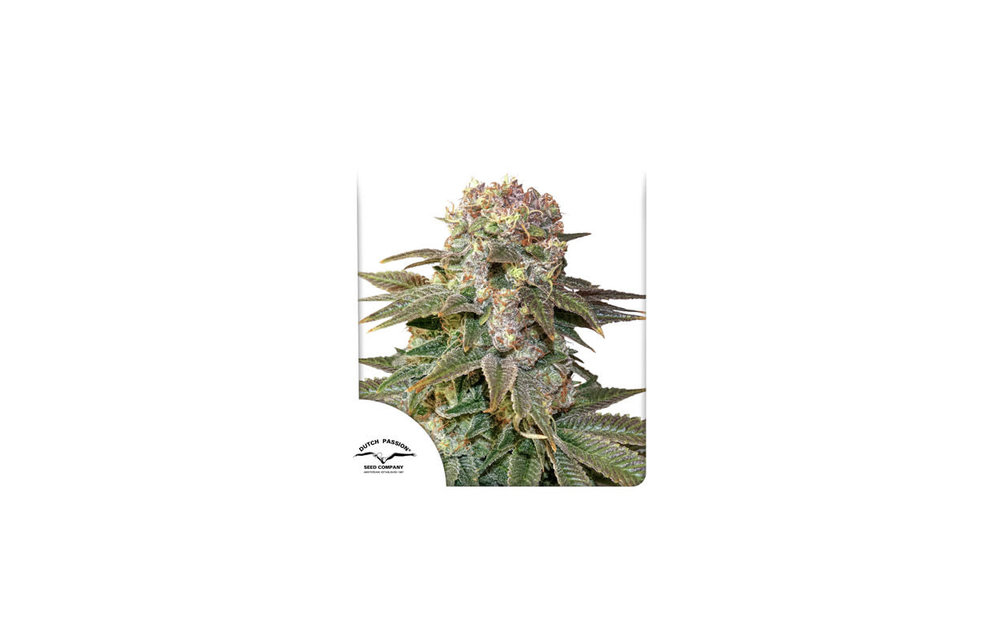 C-Vibez Fem 5 pk