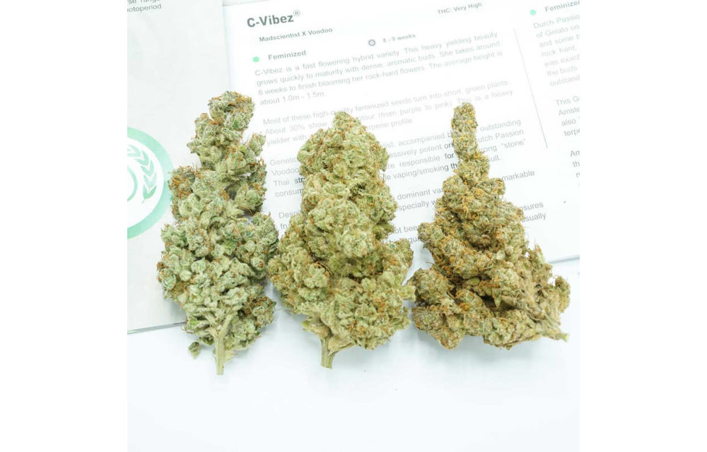 C-Vibez Fem 5 pk