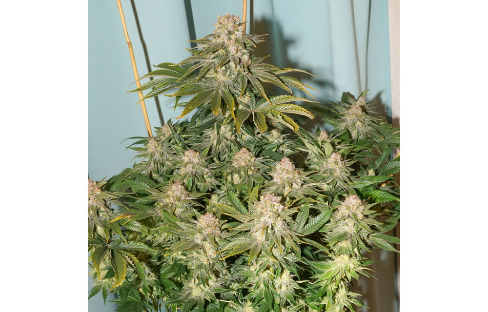C-Vibez Fem 5 pk