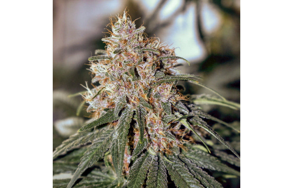 C-Vibez Fem 5 pk