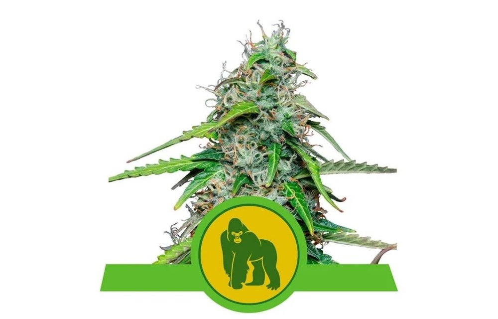 Royal Gorilla Auto Fem 5 pk
