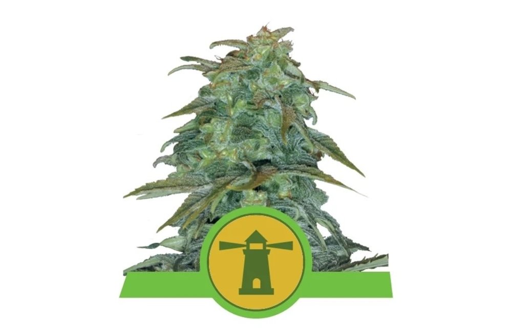 Royal Haze Auto Fem 5 pk