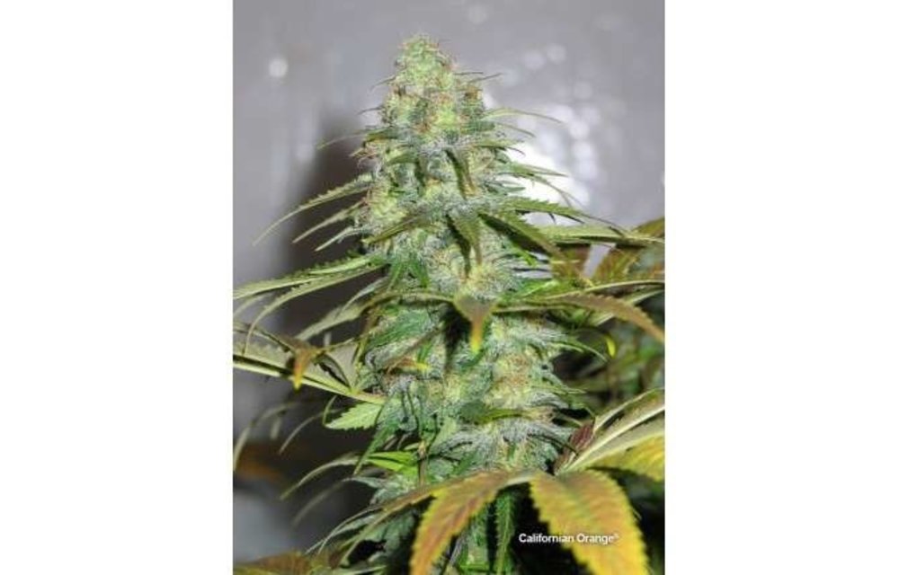 Californian Orange Fem 5 pk