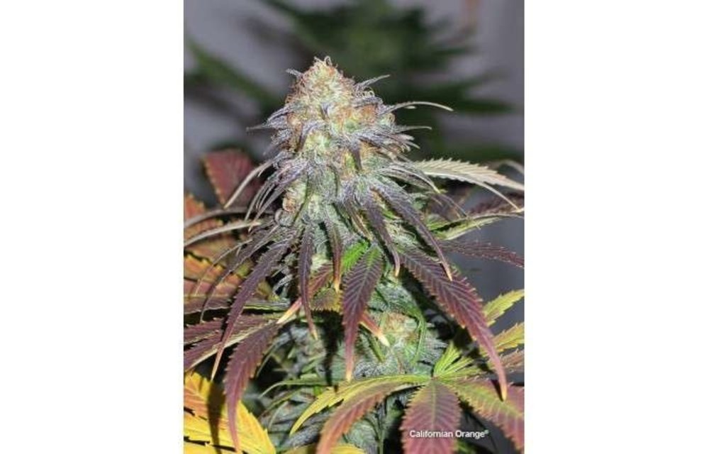 Californian Orange Fem 5 pk