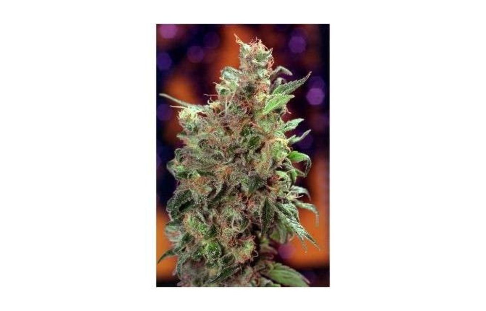 Californian Orange Fem 5 pk