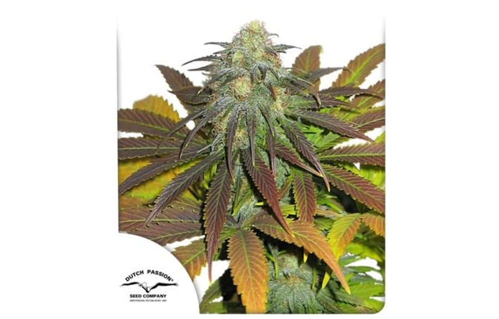 Californian Orange Fem 5 pk