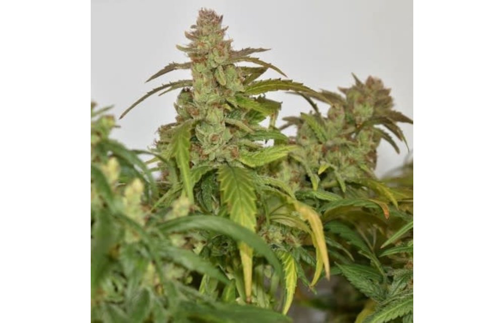 CBG-Force Fem 5 pk